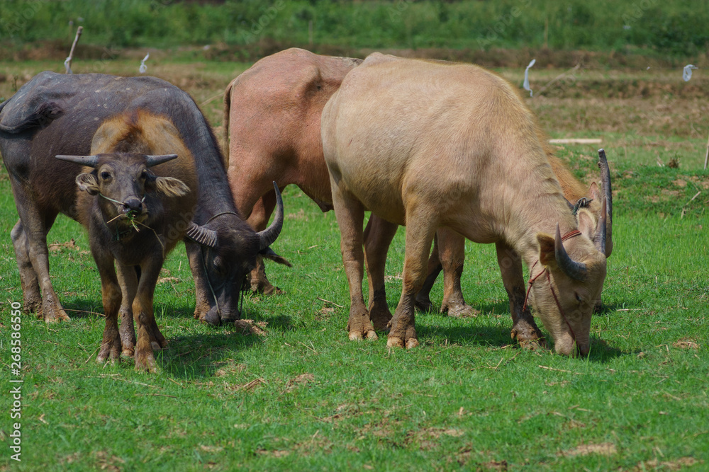 Group of Asian buffalo eats grass in the field beside a lake in the day time under sunshine. Animal, wildlife and country life concept. Group of Asian buffalo eats grass in the field beside a lake in the day time under sunshine. Animal, wildlife and country life concept.
