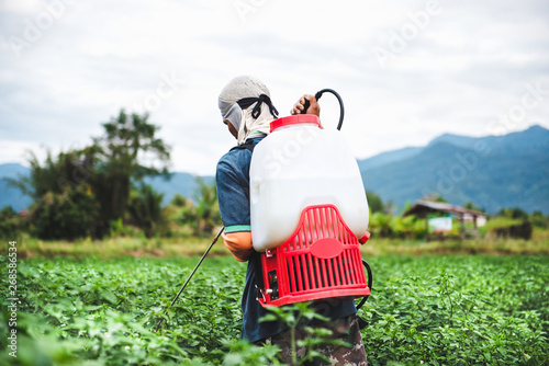 Farmer spraying of pesticide on Chili plantation