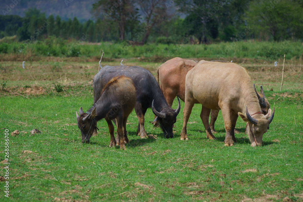 Group of Asian buffalo eats grass in the field beside a lake in the day time under sunshine. Animal, wildlife and country life concept. Group of Asian buffalo eats grass in the field beside a lake in the day time under sunshine. Animal, wildlife and country life concept.