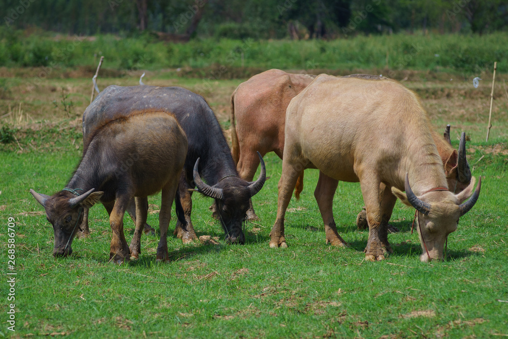 Group of Asian buffalo eats grass in the field beside a lake in the day time under sunshine. Animal, wildlife and country life concept. Group of Asian buffalo eats grass in the field beside a lake in the day time under sunshine. Animal, wildlife and country life concept.