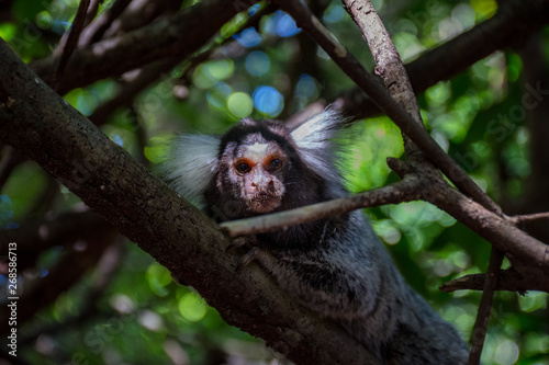 Marmoset monkeys revel in trees and seek food © Rogerio