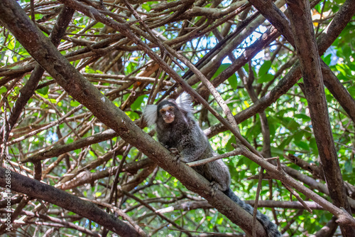 Marmoset monkeys revel in trees and seek food