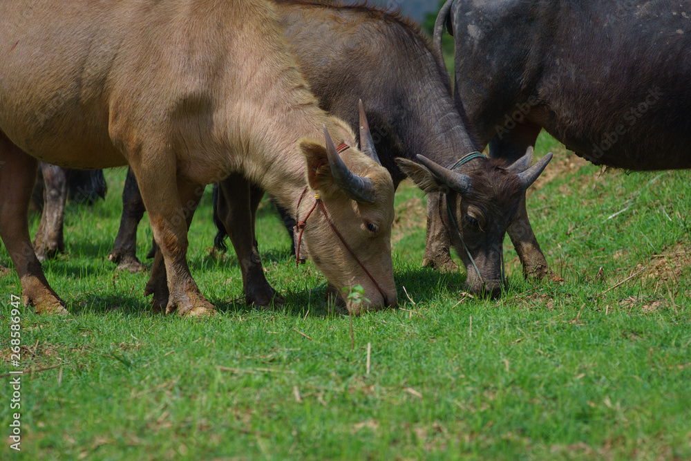 Group of Asian buffalo eats grass in the field beside a lake in the day time under sunshine. Animal, wildlife and country life concept. Group of Asian buffalo eats grass in the field beside a lake in the day time under sunshine. Animal, wildlife and country life concept.