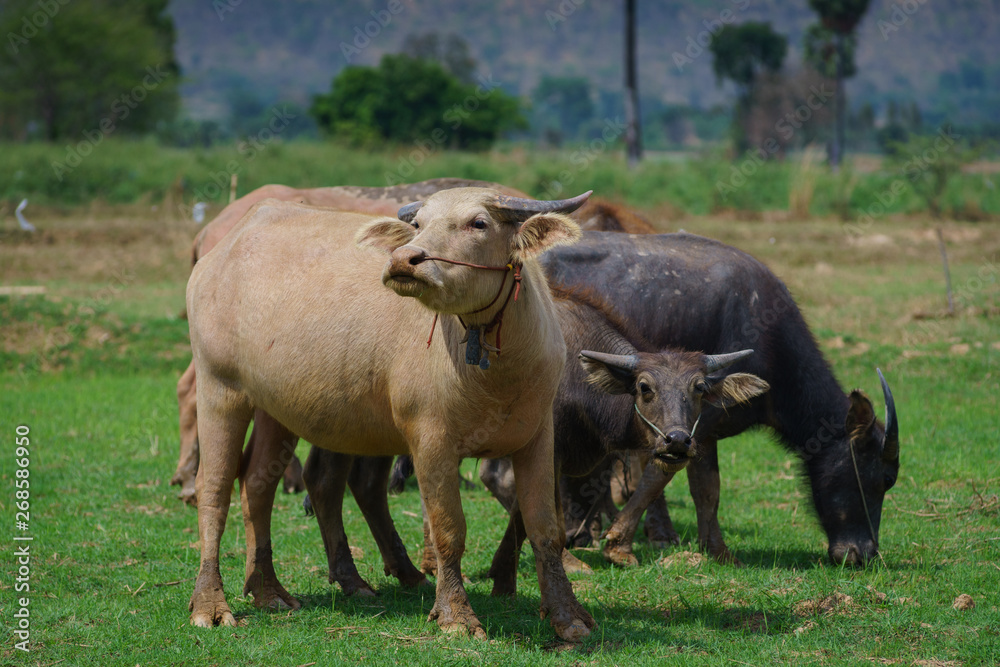 Group of Asian buffalo eats grass in the field beside a lake in the day time under sunshine. Animal, wildlife and country life concept. Group of Asian buffalo eats grass in the field beside a lake in the day time under sunshine. Animal, wildlife and country life concept.