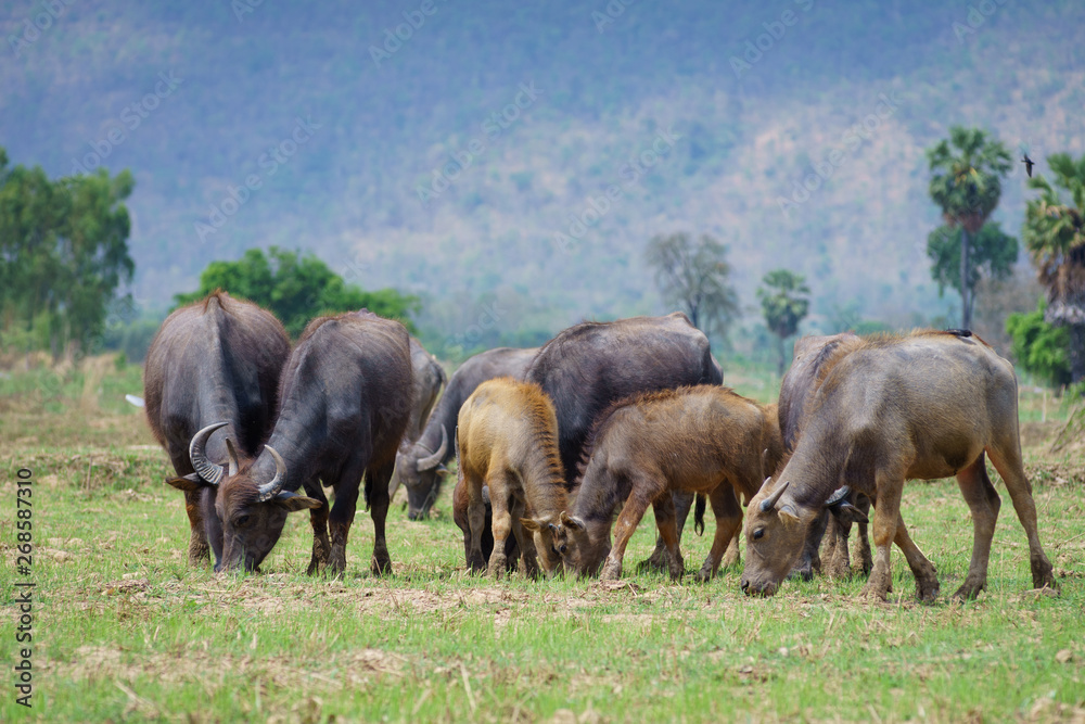 Fototapeta premium Group of Asian buffalo eats grass in the field beside a lake in the day time under sunshine. Animal, wildlife and country life concept.