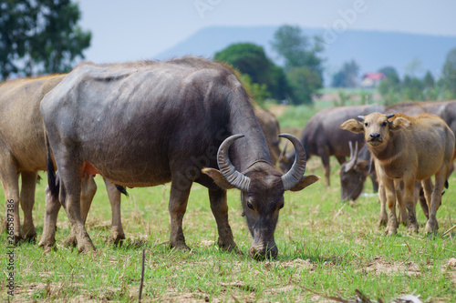 Fototapeta Naklejka Na Ścianę i Meble -  Group of Asian buffalo eats grass in the field beside a lake in the day time under sunshine. Animal, wildlife and country life concept.