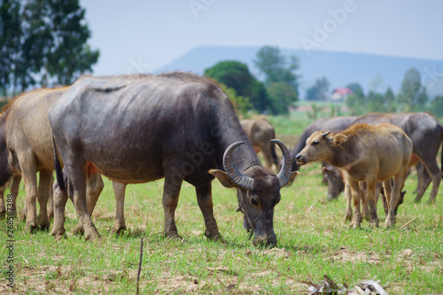 Fototapeta Naklejka Na Ścianę i Meble -  Group of Asian buffalo eats grass in the field beside a lake in the day time under sunshine. Animal, wildlife and country life concept.