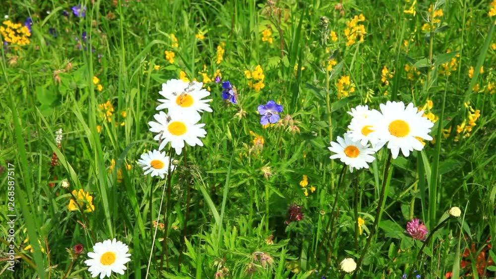 Beautiful green summer meadow with wild flowers used in folk medicine: burnet, tansy, chamomile, clover and forest geranium on a sunny summer day. Natural background Beautiful green summer meadow with wild flowers used in folk medicine: burnet, tansy, chamomile, clover and forest geranium on a sunny summer day. Natural background