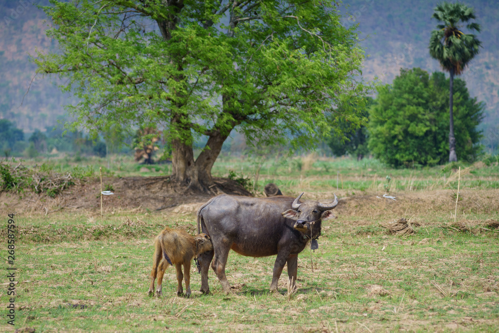 Group of Asian buffalo eats grass in the field beside a lake in the day time under sunshine. Animal, wildlife and country life concept. Group of Asian buffalo eats grass in the field beside a lake in the day time under sunshine. Animal, wildlife and country life concept.