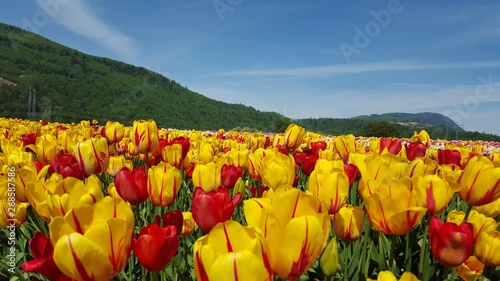 Colorful Tulips at Tulip festival in Abbotsford  B.C
