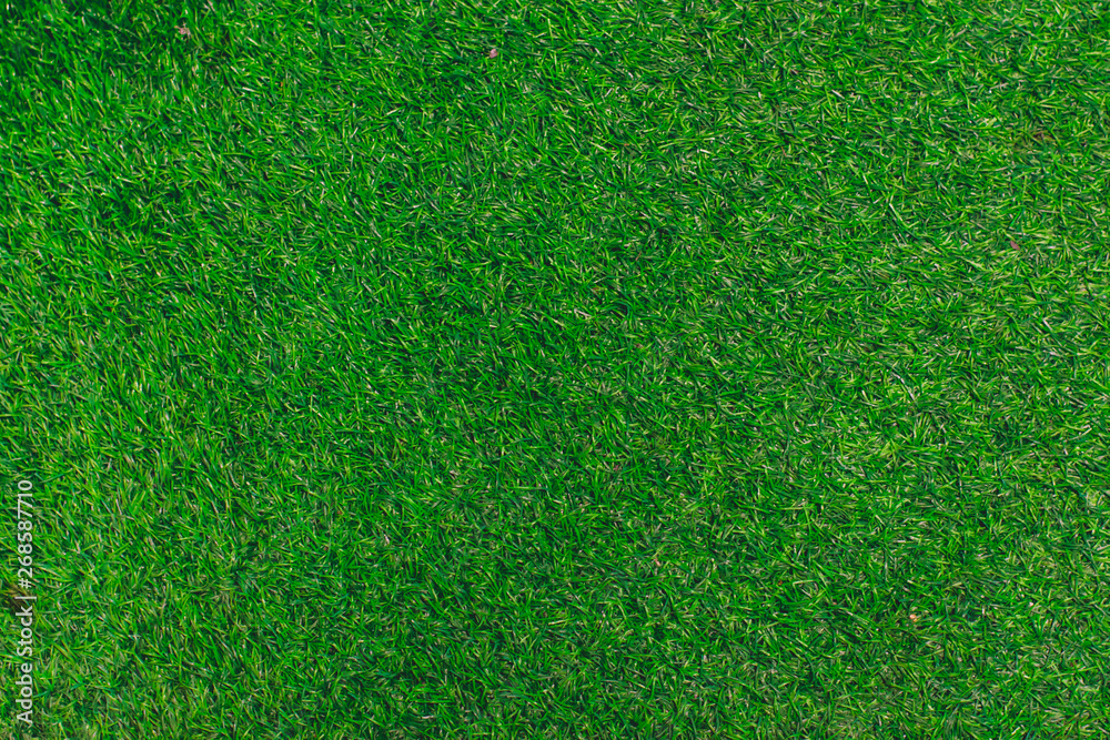 Fototapeta premium texture of green grass