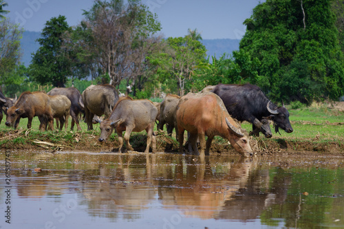 Group of Asian buffalo eats grass in the field beside a lake in the day time under sunshine. Animal, wildlife and country life concept.