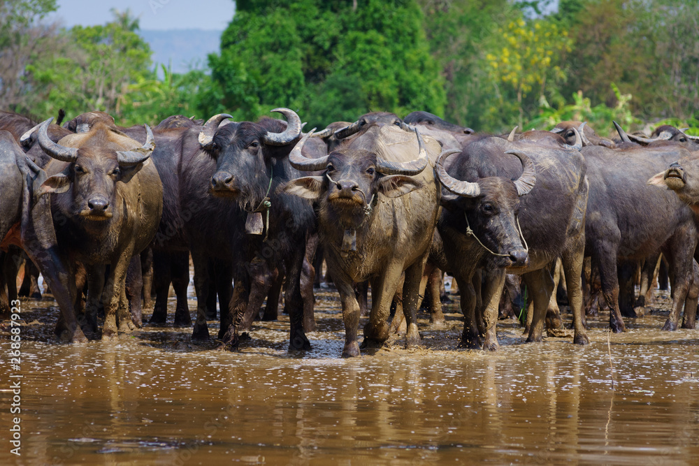 Group of Asian buffalo eats grass in the field beside a lake in the day time under sunshine. Animal, wildlife and country life concept. Group of Asian buffalo eats grass in the field beside a lake in the day time under sunshine. Animal, wildlife and country life concept.