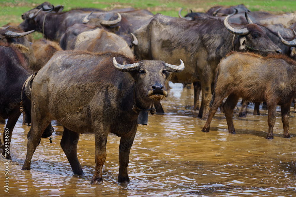 custom made wallpaper toronto digitalGroup of Asian buffalo eats grass in the field beside a lake in the day time under sunshine. Animal, wildlife and country life concept.