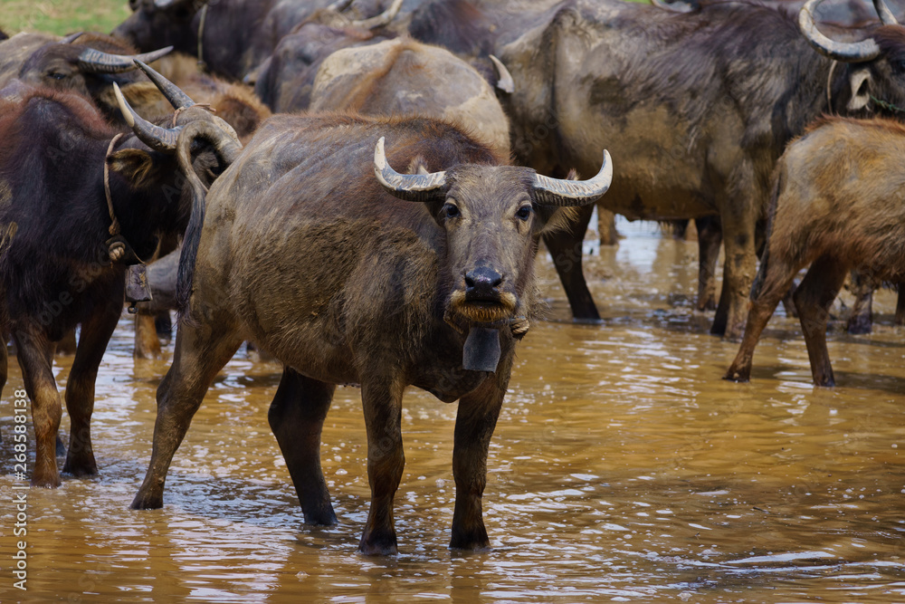Group of Asian buffalo eats grass in the field beside a lake in the day time under sunshine. Animal, wildlife and country life concept. Group of Asian buffalo eats grass in the field beside a lake in the day time under sunshine. Animal, wildlife and country life concept.