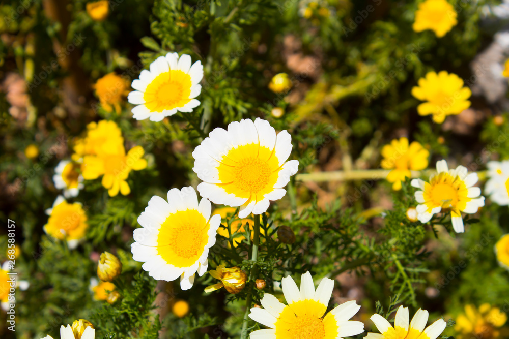 Fototapeta premium Flowers in shades of yellow among greenery