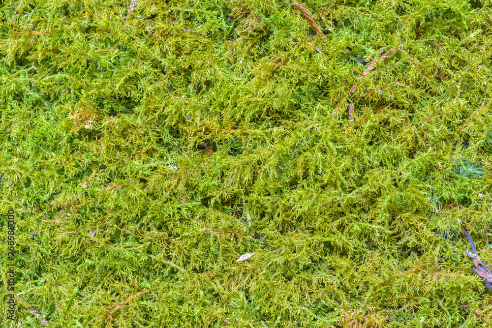 Green moss in forest background. Nature and outdoor background Green moss in forest background. Nature and outdoor background
