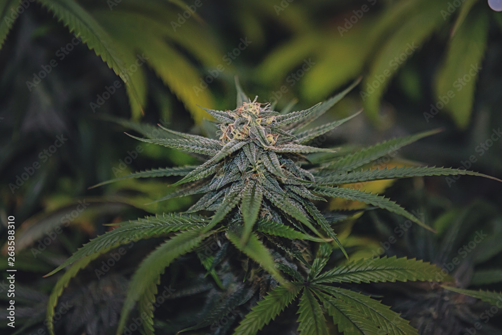 Granddaddy Purple Flower Granddaddy Purple Flower