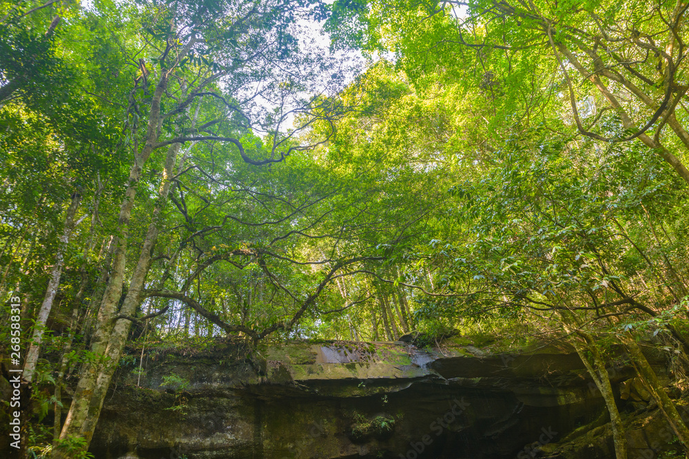 Stone and green tree in forest background. Nature and outdoor landscape background Stone and green tree in forest background. Nature and outdoor landscape background