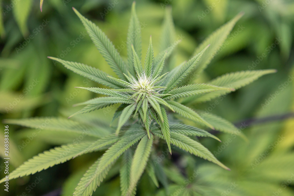 Granddaddy Purple Flower Granddaddy Purple Flower