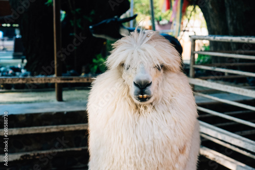 portrait of a lama