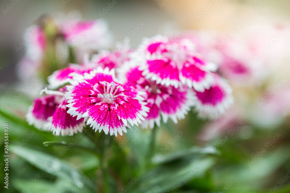 Closeup of pink Dianthus Chinensis Flowers in the garden Closeup of pink Dianthus Chinensis Flowers in the garden