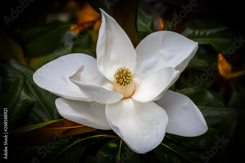 White magnolia flower closeup against a dark green and orange blurred background photo