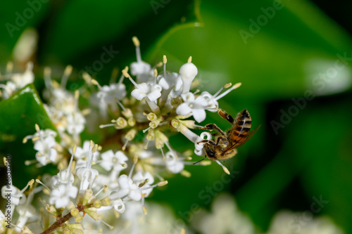 bee on flower © Jianyu
