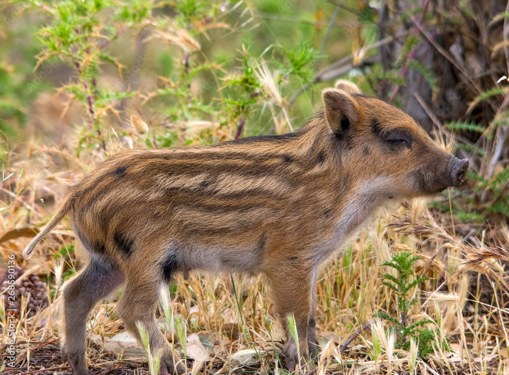 Cucciolo di cinghiale Stock Photo | Adobe Stock