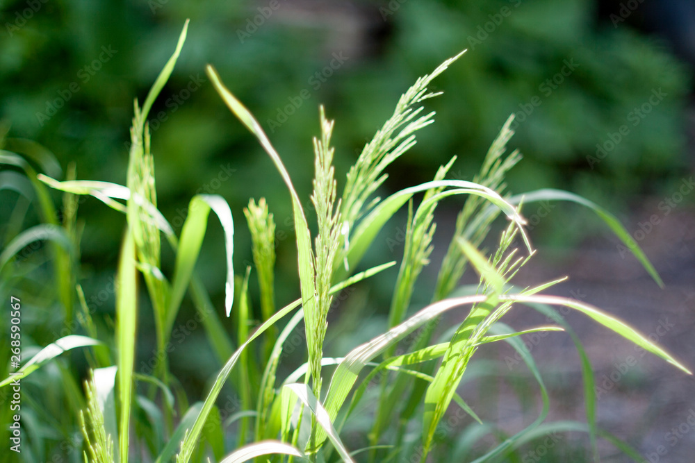 Obraz premium green grass