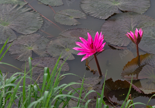 Lotus stem water, Red indianwater lily (Scientific name: Nymphaea lotus Linn) red flowers blooming in the pond in the morning.