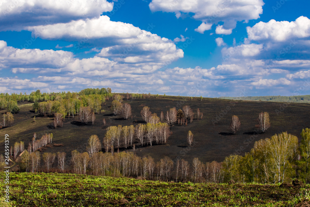 trees on a scorched hill and clouds in the blue sky