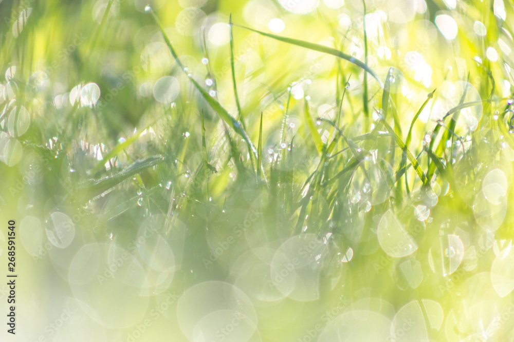 Obraz premium Apple blossom time is very beautiful