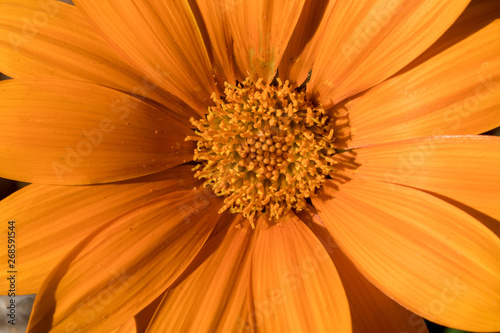 vibrant vivid orange flower close up