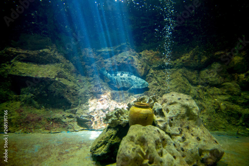 Grouper fish in the aquarium, focus selective