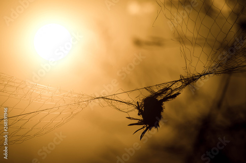 Death of bird