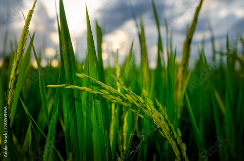 ear of rice