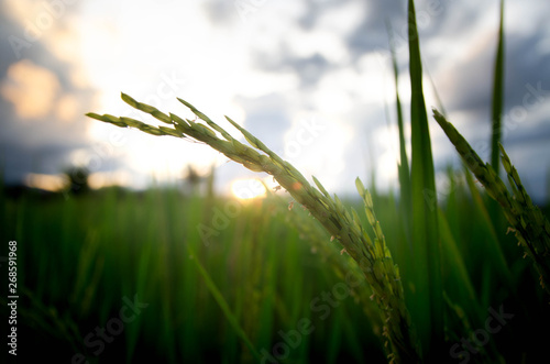 ear fo rice 2