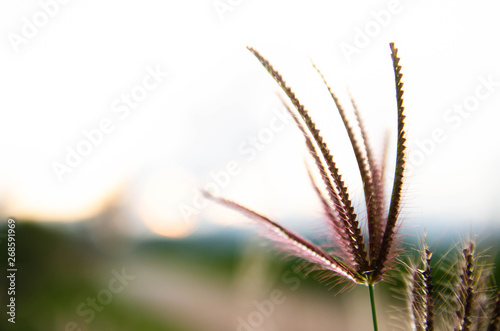 flower of grass