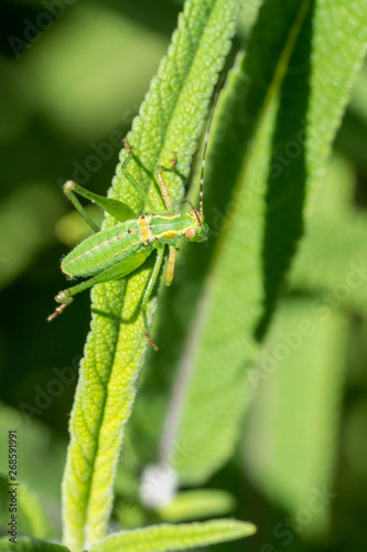 Vivid green grasshopper on green plant.