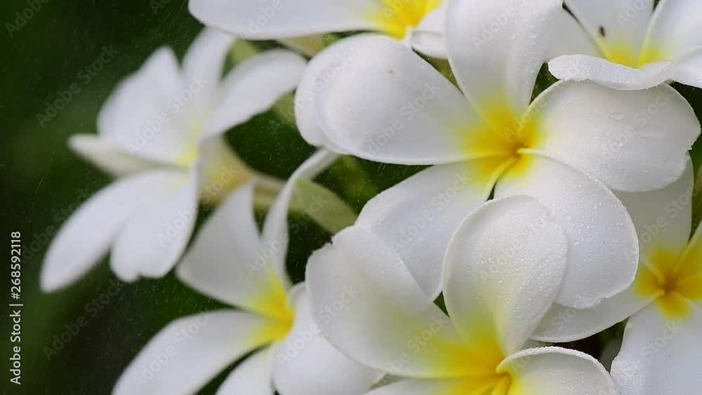 frangipani flower in garden frangipani flower in garden