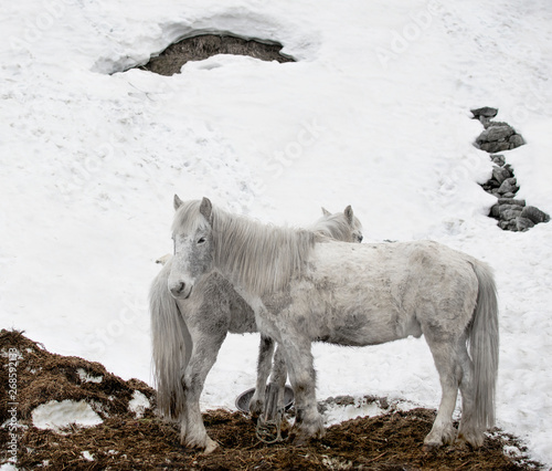 two beautiful white horse in snow field