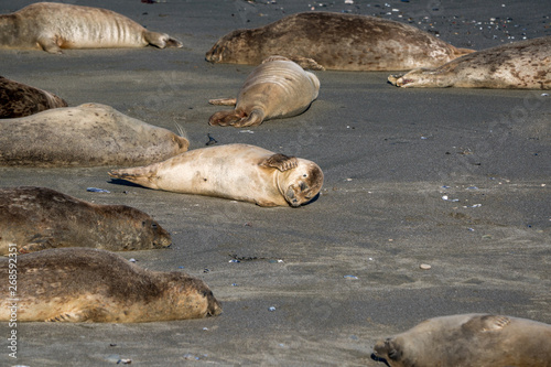 Group of harbor seals soaking up the sun on a sandy beach
