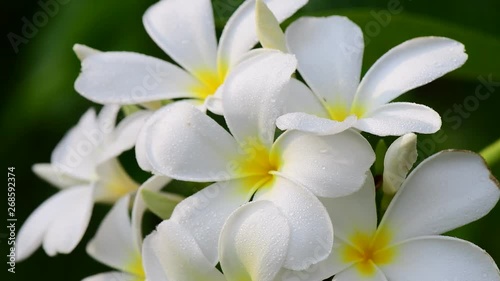 frangipani flower in garden