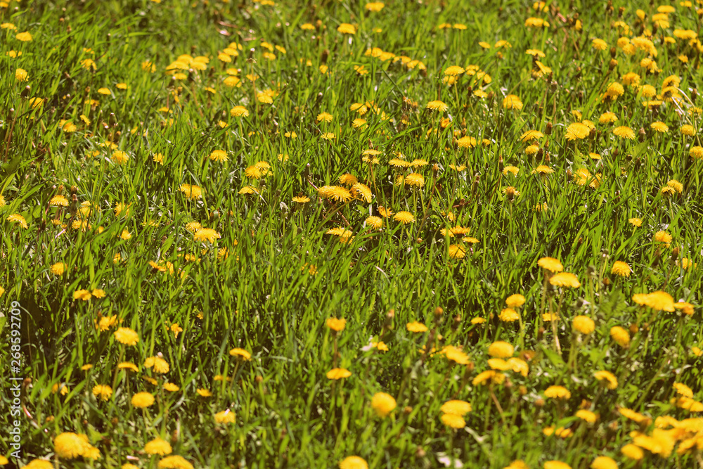 Bright yellow dandelions on a green lawn on a sunny day. Retro style toned