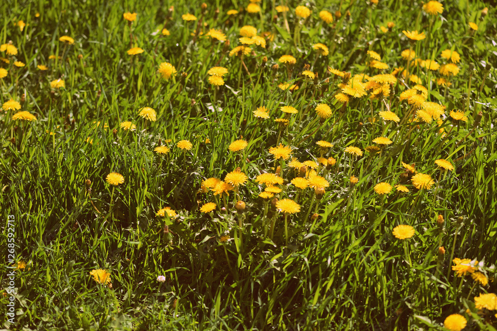 Bright yellow dandelions on a green lawn on a sunny day. Retro style toned