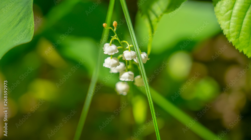 Spring Lily of the valley flower close-up against the background of Unsharp foliage in the sunlight Spring Lily of the valley flower close-up against the background of Unsharp foliage in the sunlight