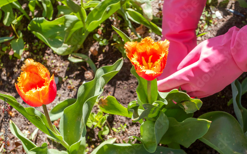 Woman farmer in pink gloves care of tulips in flower bed. Hobby, business, gardening.