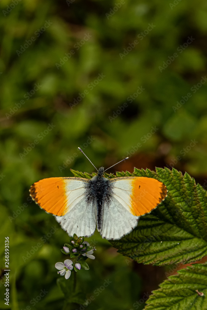 Obraz premium Nature