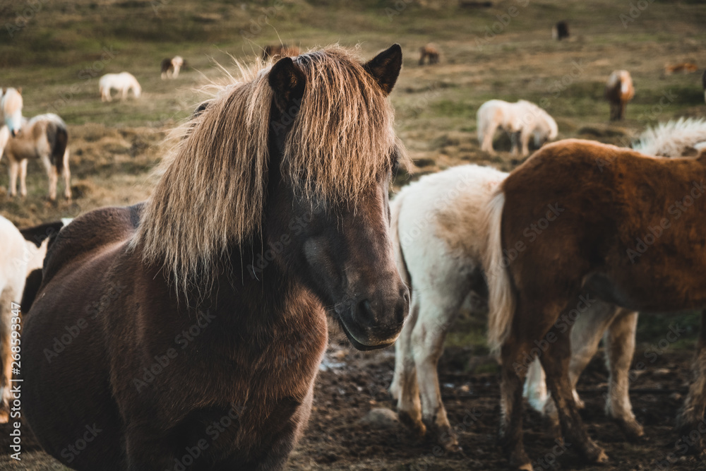 Beautiful Icelandic horses in Iceland, Europe Beautiful Icelandic horses in Iceland, Europe